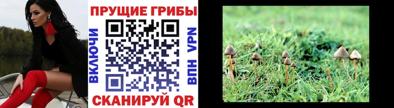 где можно купить Нарьян-Мар Псилоцибиновые грибы Psilocybe